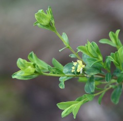 Pimelea flava