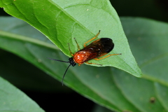 Pergidae