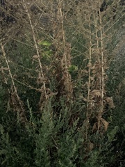 Lactuca serriola