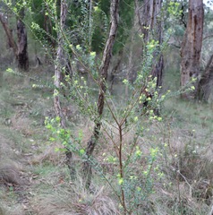 Pimelea flava