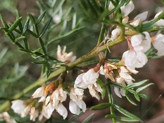Cyanothamnus quadrangulus