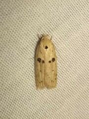 Scythropiodes issikii