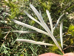 Banksia collina