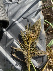 Myriophyllum sibiricum