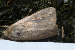 Mythimna unipuncta