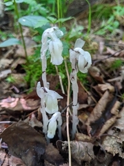 Monotropa