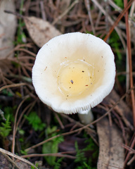 Amanita xylinivolva