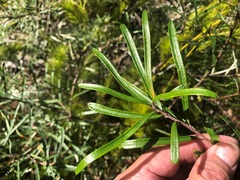 Banksia collina