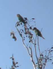 Psittacara mitratus