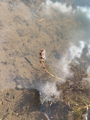 Myriophyllum sibiricum