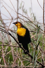 Xanthocephalus xanthocephalus