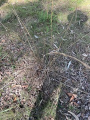 Cymbopogon refractus