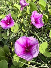 Ipomoea pes-caprae