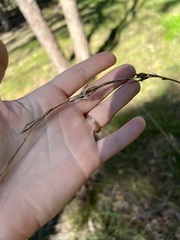 Cymbopogon refractus