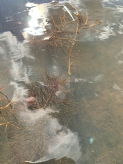 Myriophyllum sibiricum