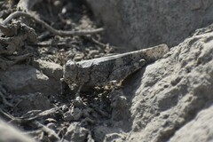 Orthoptera