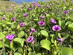 Ipomoea pes-caprae