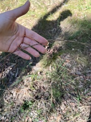 Cymbopogon refractus