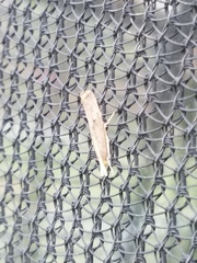 Parapediasia teterrellus