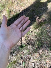 Cymbopogon refractus