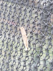 Parapediasia teterrellus