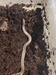 Tropidoclonion lineatum