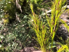Caustis blakei macrantha