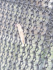 Parapediasia teterrellus