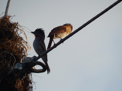 Pachyramphus aglaiae