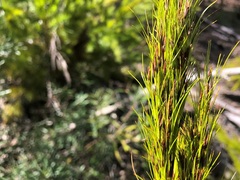 Caustis blakei macrantha