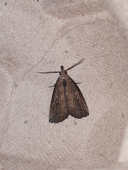 Macrochilo orciferalis