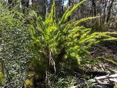 Caustis blakei macrantha
