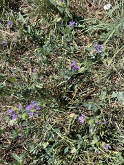 Medicago