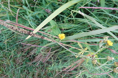 Hieracium umbellatum
