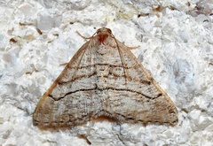 Digrammia pallorata