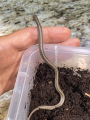 Tropidoclonion lineatum