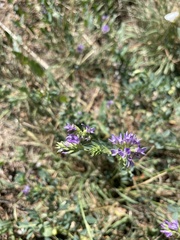 Medicago