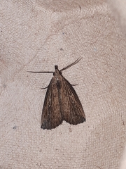 Macrochilo orciferalis