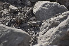 Orthoptera