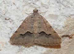 Frederickia s-signata