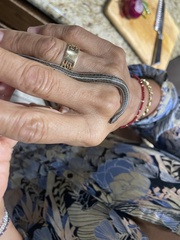 Tropidoclonion lineatum