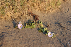 Nolana paradoxa