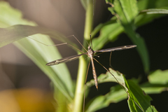 Tipula furca