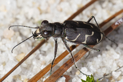 Cicindela tranquebarica