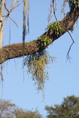 Rhipsalis