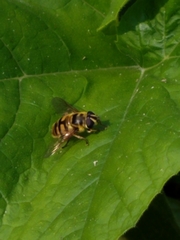 Myathropa florea