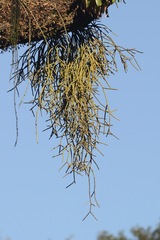 Rhipsalis