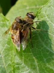Myathropa florea
