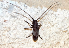 Oncideres cingulata