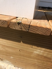 Trichonephila clavata